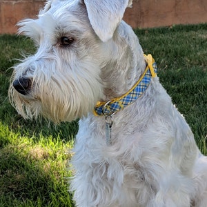 May include: A white miniature schnauzer with a yellow and blue plaid collar and a silver tag that says "K-9 HOUSE" is sitting in green grass.