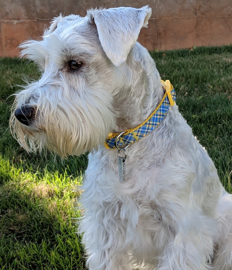 May include: A white miniature schnauzer with a yellow and blue plaid collar and a silver tag that says "K-9 HOUSE" is sitting in green grass.