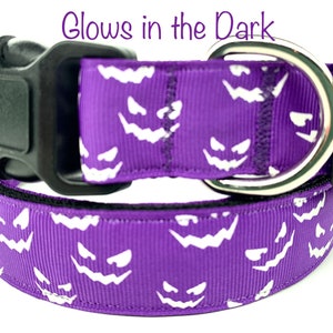 May include: Purple dog collar with a white glow-in-the-dark jack-o'-lantern pattern. The collar has a black buckle and a silver D-ring.