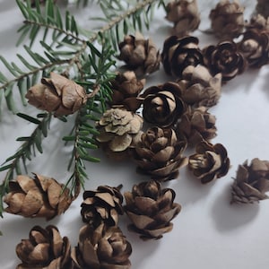 May include: A collection of brown pine cones, some are closed and some are open, arranged on a white surface with a green pine branch.
