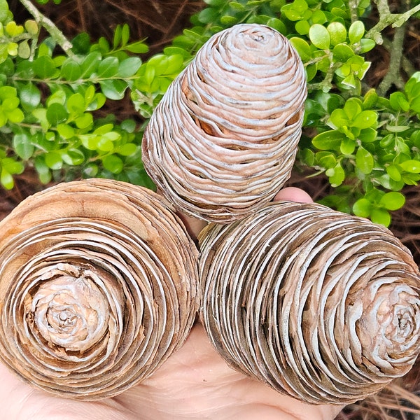 Atlas Cedar Pinecones