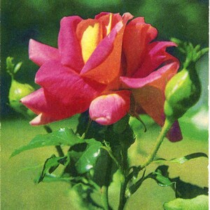 Estse vintage ansichtkaart jaren 70 met roze roos