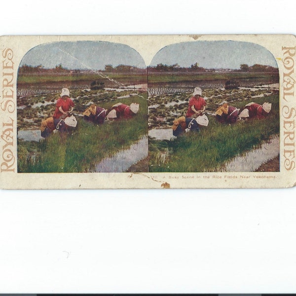 Carte Stereoview Lithographie couleur Femmes travaillant, « Une scène animée dans les champs de riz près de Yokohama » Japon, Série Royale, BATEAU GRATUIT du début des années 1900