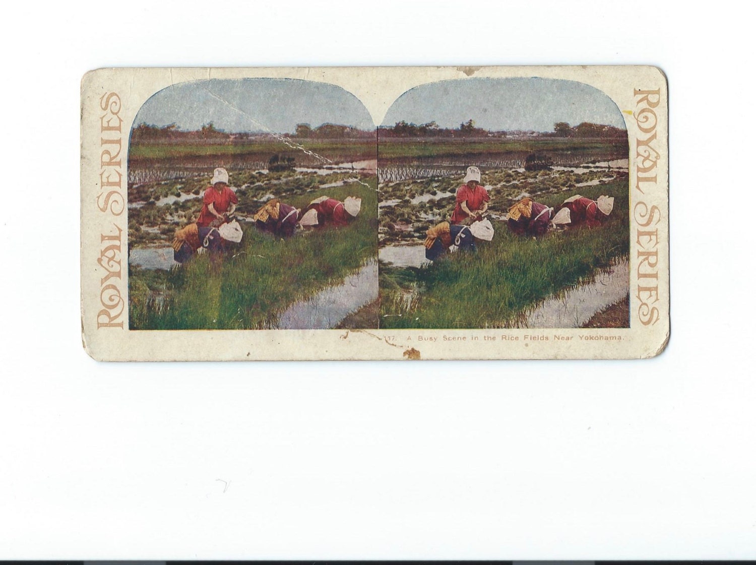 Stereoview Card Color Lithograph Women Working, "A Busy Scene in the Rice Fields Near Yokohama" Japan, Royal Series, Early 1900's FREE SHIP
