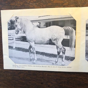 Vintage Frisch&#39;s Big Boy Farm Souvenir Photos of Cattle, Show Horse from the 1960s