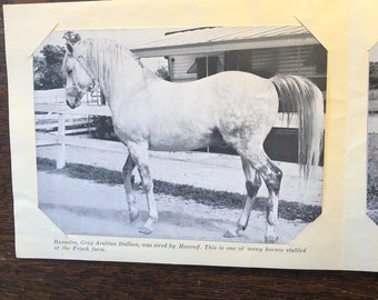 Vintage Frisch&#39;s Big Boy Farm Souvenir Photos of Cattle, Show Horse from the 1960s