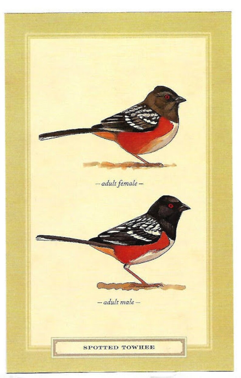 Spotted Towhee Birds Postcard Bird Nature Art Illustration David Sibley Design Wildlife Colors America Songbird Watching backyard garden