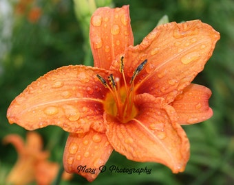 Tiger Lily after the rain