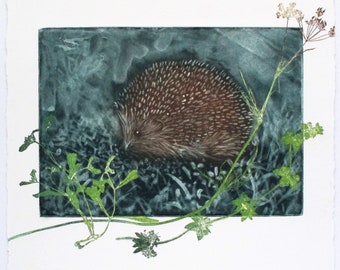 Hedgehog print by Lynn Bailey. Silk aquatint or silk mezzotint. FNight Visitor