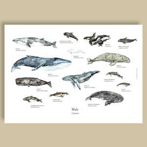 Whales | 50x70 cm Poster (Deutsch oder Englisch)