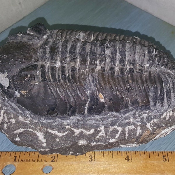 Devonian Fossil Trilobite Morocco BIG 5.25" x 3" Morocco BIG Specimen! Drotops Megalomanicus Arthropod!