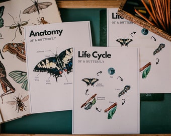 Life Cycle Unit Study - Digital Download