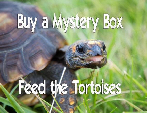 buy tortoise