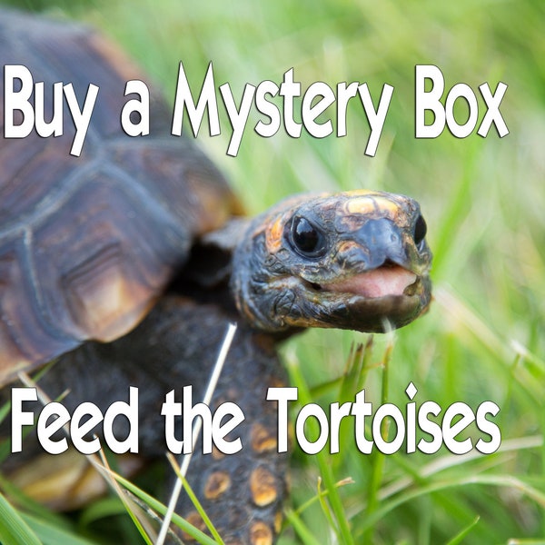 Buy a Mystery Gift & Feed a Tortoise!