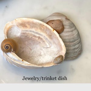Seashell trinket/jewelry or soap dish. One-of-a-kind  home decor item crafted from seashells collected along the SC Lowcountry coast.