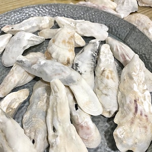 Oyster shells (set of 25) from SC Atlantic Ocean. New listing for us! Choose SM (up to 3") or LG (over 3"). Perfect for crafting or jewelry.