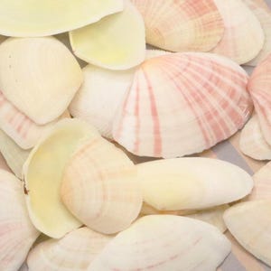 Sunrise Tellin Petal Shell Halves 1-2&quot;| 25 pieces
