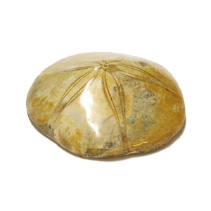Polished Madagascar Sand Dollar Fossil | Real Echinoderm Fossil Specimen