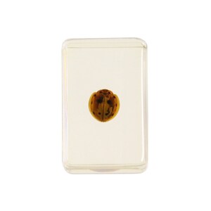 Ladybird Beetle Specimen In Lucite 1.75&quot;