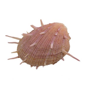 Thorny Regal Oyster Shell | Rough (Spondylus regius) 5.5&quot; Glued Shut Seashell