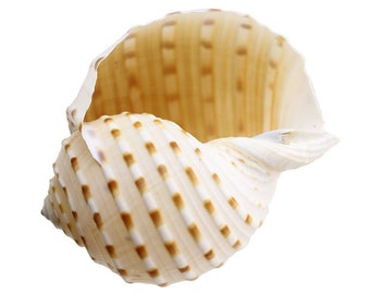 Brown Spotted Shell - Etsy