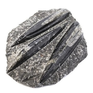 Real Orthoceras in Matrix Fossil Plate 4-6&quot;