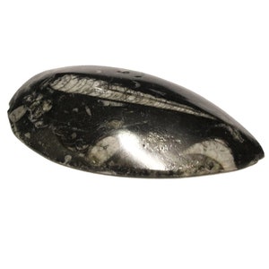 Real Black Orthoceras Fossil Specimen