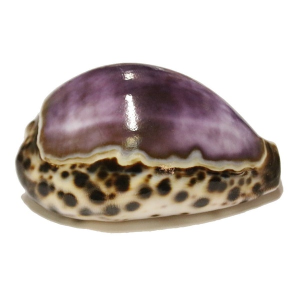Large Purple Top Tiger Cowrie Shell | Cypraea tigris 3″ Polished Seashell