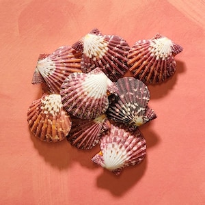May include: A group of eight seashells with pink and white patterns arranged in a cluster on a peach-colored background.