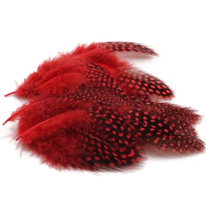 Dyed Red Guinea Hen Feathers 2-5&quot; | 25 pieces