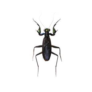 May include: A black praying mantis with iridescent green eyes and long, thin legs.