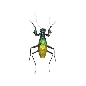 May include: A green and gold praying mantis with long, thin legs and a slender body. The mantis is posed with its legs outstretched and its wings folded.