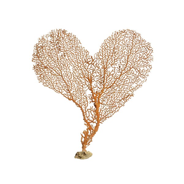 Real Orange Sea Fan Red Trimmed Heart Shaped 8-9" Soft Coral Taxidermy