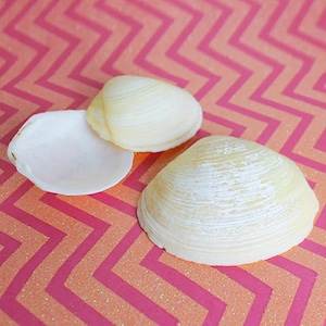 Buttercup Clam 1&quot;-3&quot; | 10 pieces