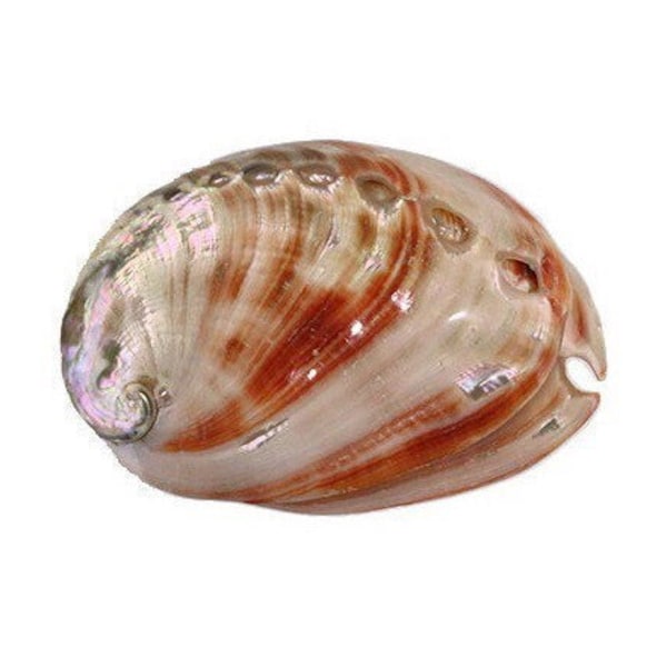 Red Baby Abalone Lacquered Shell 2-3" Polished Seashell | 1 piece