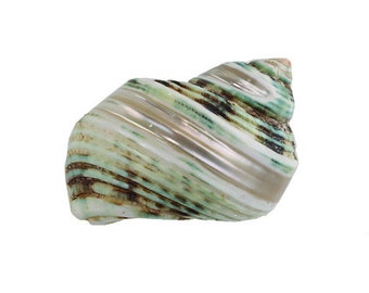 Pearl Striped Turquoise Turbo Seashell 2-3″ | Polished Brown Green Banded Turban Shell | 1 piece