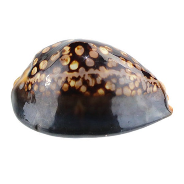 Chocolate Mourning Cowrie Shell | Humpback Cowry Seashell 2-3″