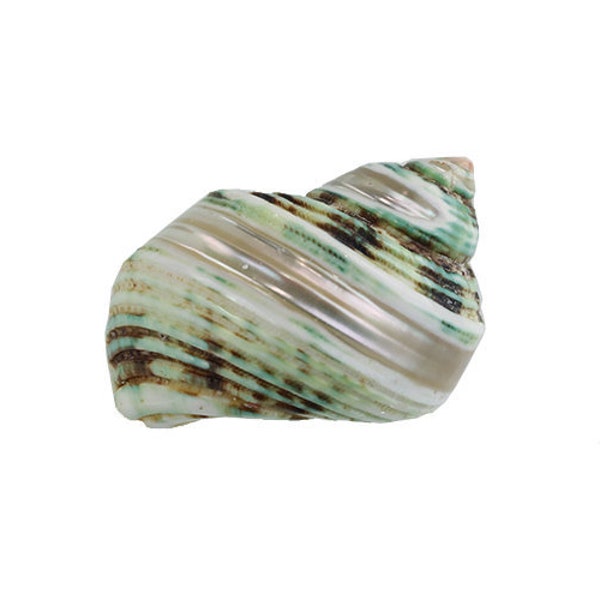 Pearl Striped Turquoise Turbo Seashell 2-3″ | Polished Brown Green Banded Turban Shell | 1 piece