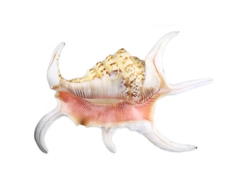 Real Chiragra Spider Conch Seashell | Rough 4-5" Shell