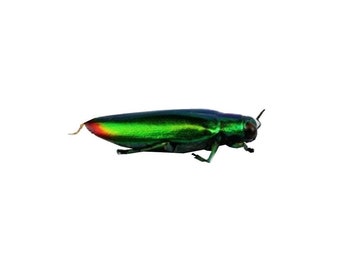 Metallic Jewel Beetle (Chrysochroa fulminans) Specimen
