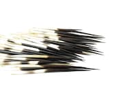 African Porcupine Quills 3-5 quot 10 pieces