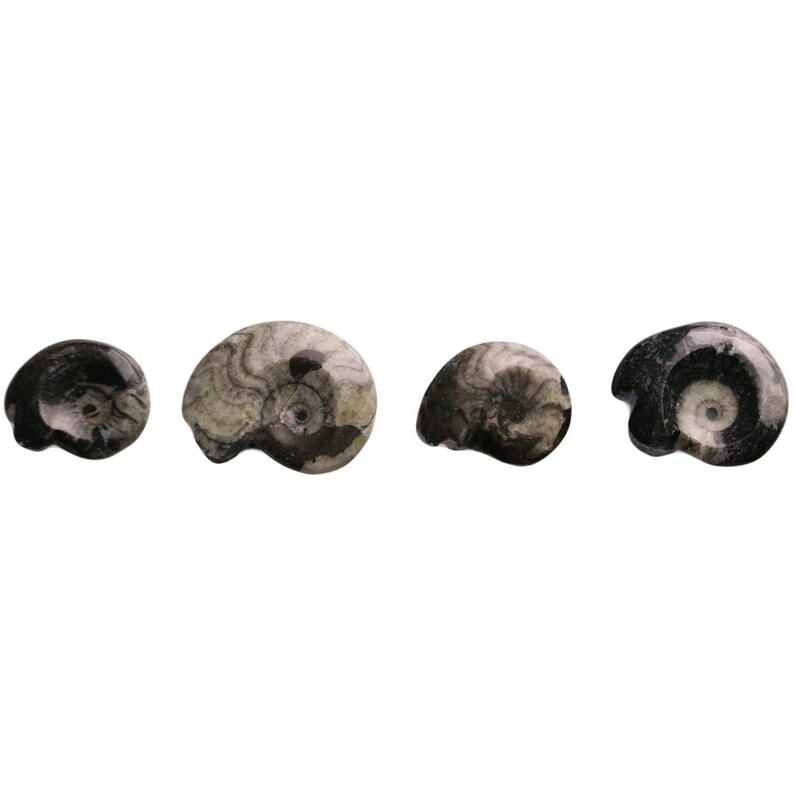Mini Polished Goniatite Ammonite Fossils 1-1.5