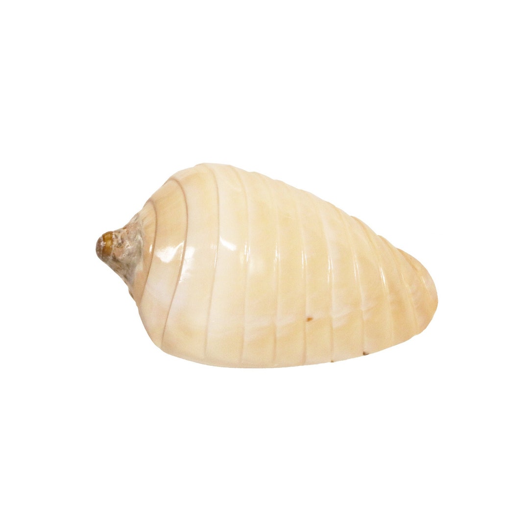 Polished Banded Noble Volute Shell 5.5-6