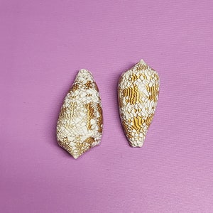 Conus Textile Shells Cloth of Gold 3 Cone Seashells 2 pieces image 3