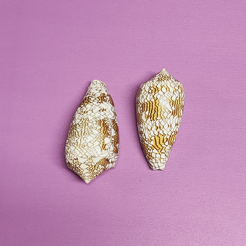 Conus Textile Shells Cloth of Gold 3 Cone Seashells 2 pieces image 3