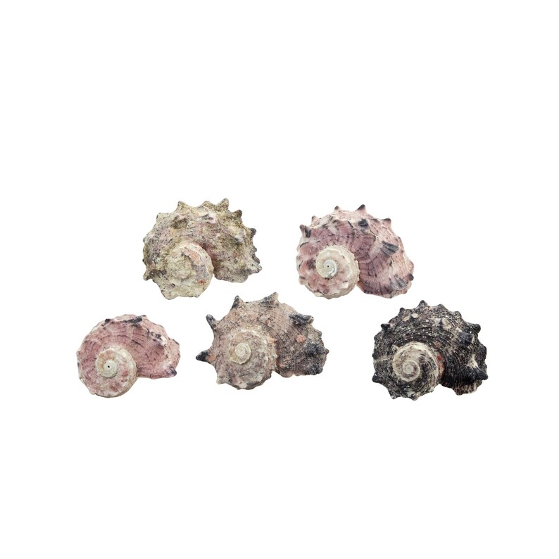 Delphinula Shell Common Delphinula Black & Pink Dolphin Seashells 1-3