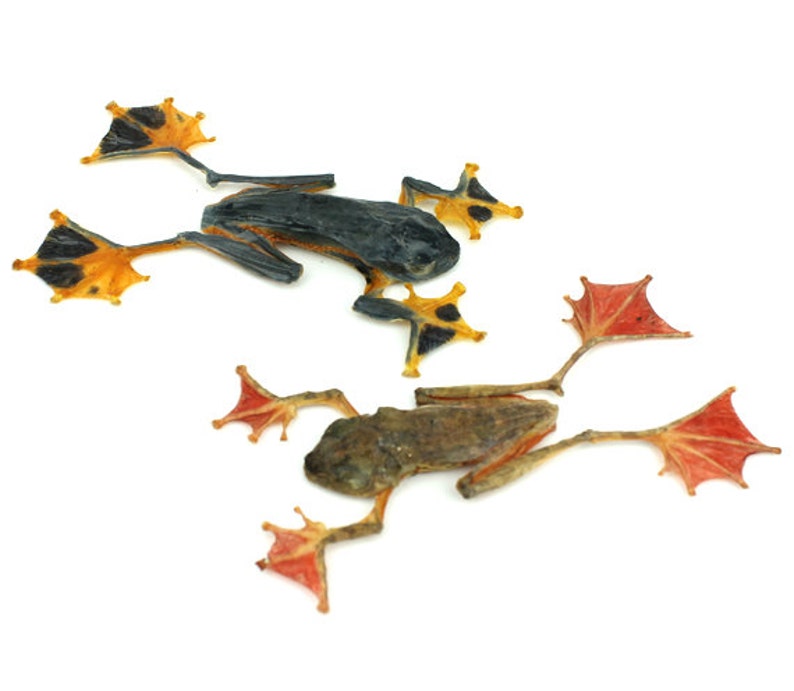 Flying Tree Frog /& Harlequin Tree Frog Dried Specimens Set of Real Taxidermy Tree Frogs