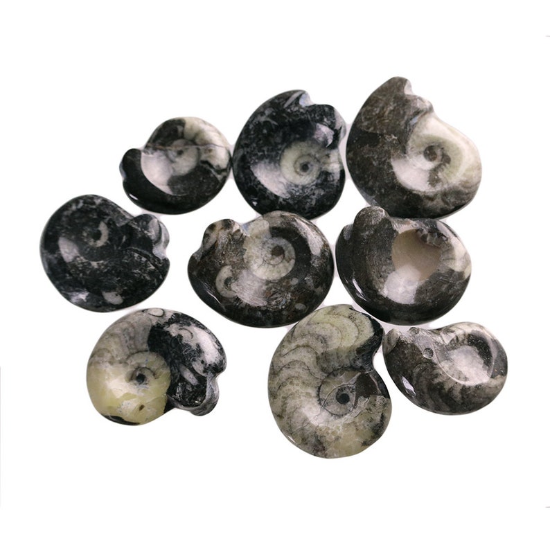 Mini Polished Goniatite Ammonite Fossils 1-1.5