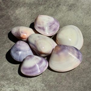 Purple Clam Polished Shells | macta Violacea Seashells | 7 pieces