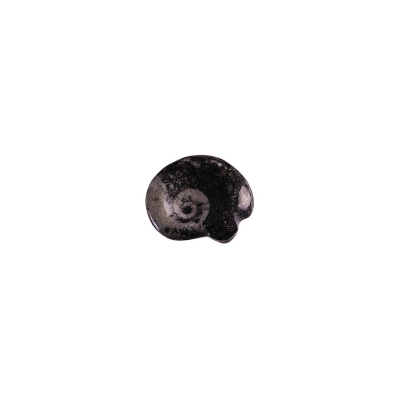 Mini Polished Goniatite Ammonite Fossils 1-1.5